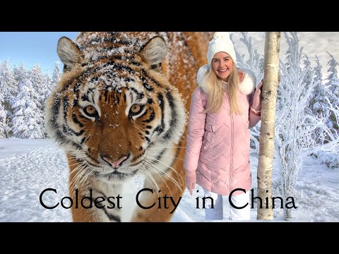 FEEDING SIBERIAN TIGERS in Harbin, China 哈尔滨 | China Travel Vlog | Allison Paige