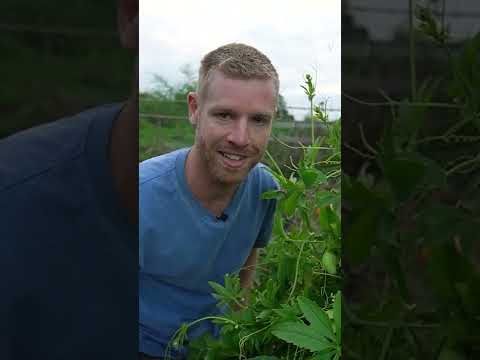 Video: Kegunaan Caihua Di Kebun - Cara Menanam Tanaman Mentimun Isian Caihua