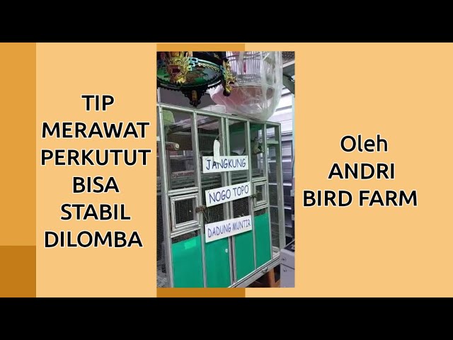 Tip Merawat Perkutut Bisa Stabil Dilomba oleh Andri Bird Farm Bekasi - SUTAJAYA BF class=