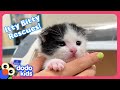 Itty bitty puppies and kittens need homes  dodo kids  rescued