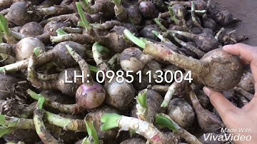 Củ giống cây trinh nữ hoàng cung, giống chuẩn Lh 0985113004