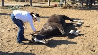 11-Year-Old Sobs Over Her Horses Death After 50 Were Poisoned at Farm