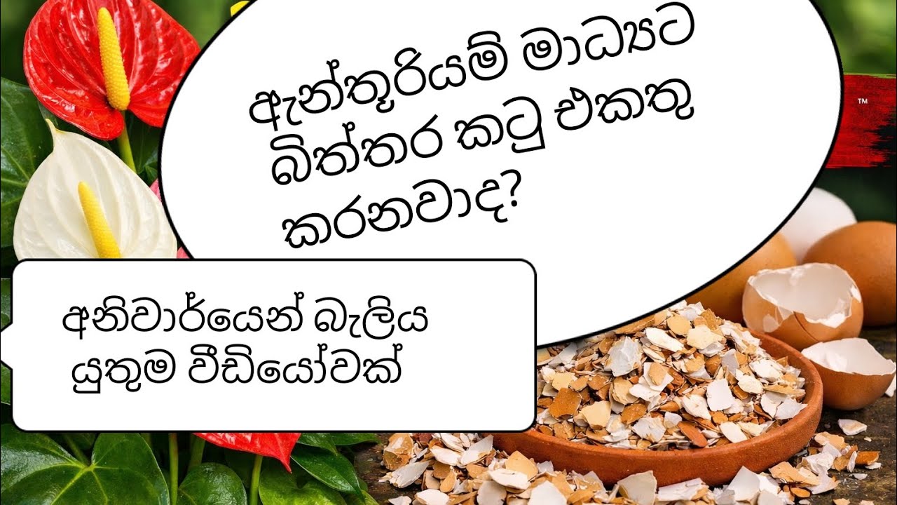 ඇන්තූරියම් වගා  මාධ්‍යයට බිත්තර කටු යෙදීම. Applying Eggshells to Anthurium Growing Medium
