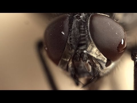 Why you are fooled by the fly