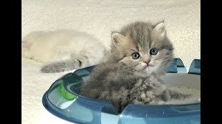 Cute Chubby Kittens by Adorable Stars Kittens 1,272 views 6 years ago 2 minutes, 12 seconds