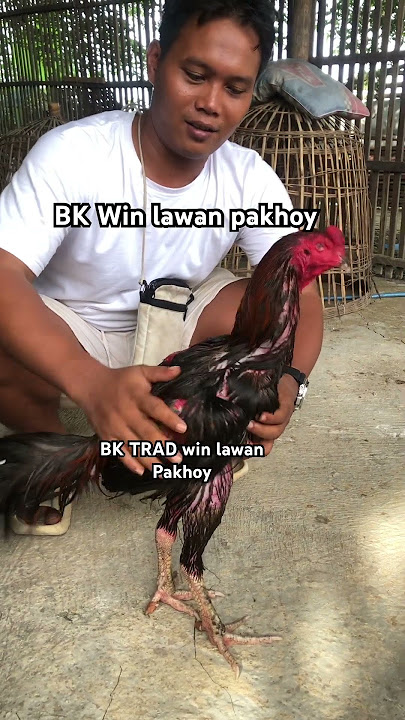 BK lawan pakhoy, Win BK #ayam #caramerawatayam #ayambangkok #ayampakhoy