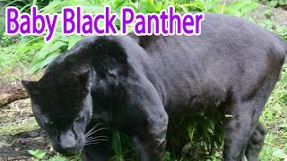 Baby Black Panther by All About Animals 38,835 views 8 years ago 1 minute, 5 seconds