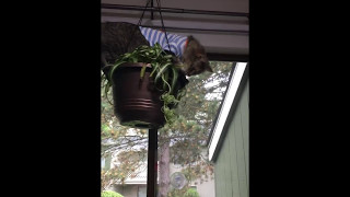 Funny Cat Video 2017 Pikachu. Hi Ellen Degeneres. Plant swing Funny Cat Video 2017 Pikachu. Hi Ellen Degeneres. Plant swing