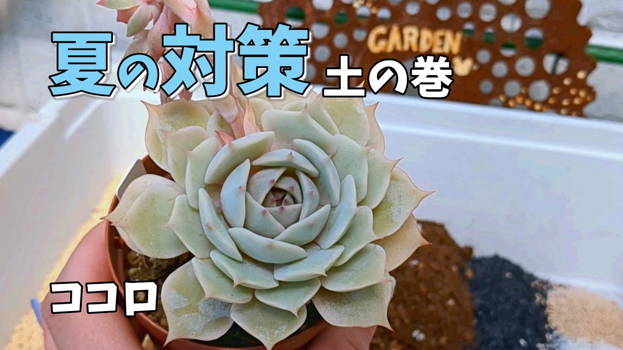 Succulents] Start Summer Prep with Your Soil [Nijiiro Cook Mama