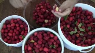Cleaning Crab Apples: Three Bucket View -- ASMR -- Male, Soft-Spoken, Clicking, Snapping