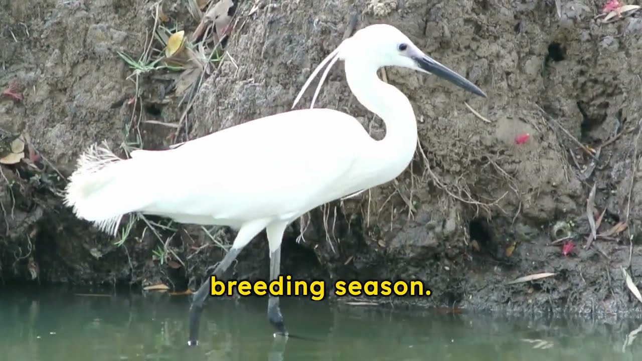 Why do Snowy Egrets Develop Such Striking Plumage During The Breeding Season?