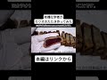 有機化学者がカツオのたたき作ってみた　#有機化学　#実験　#料理