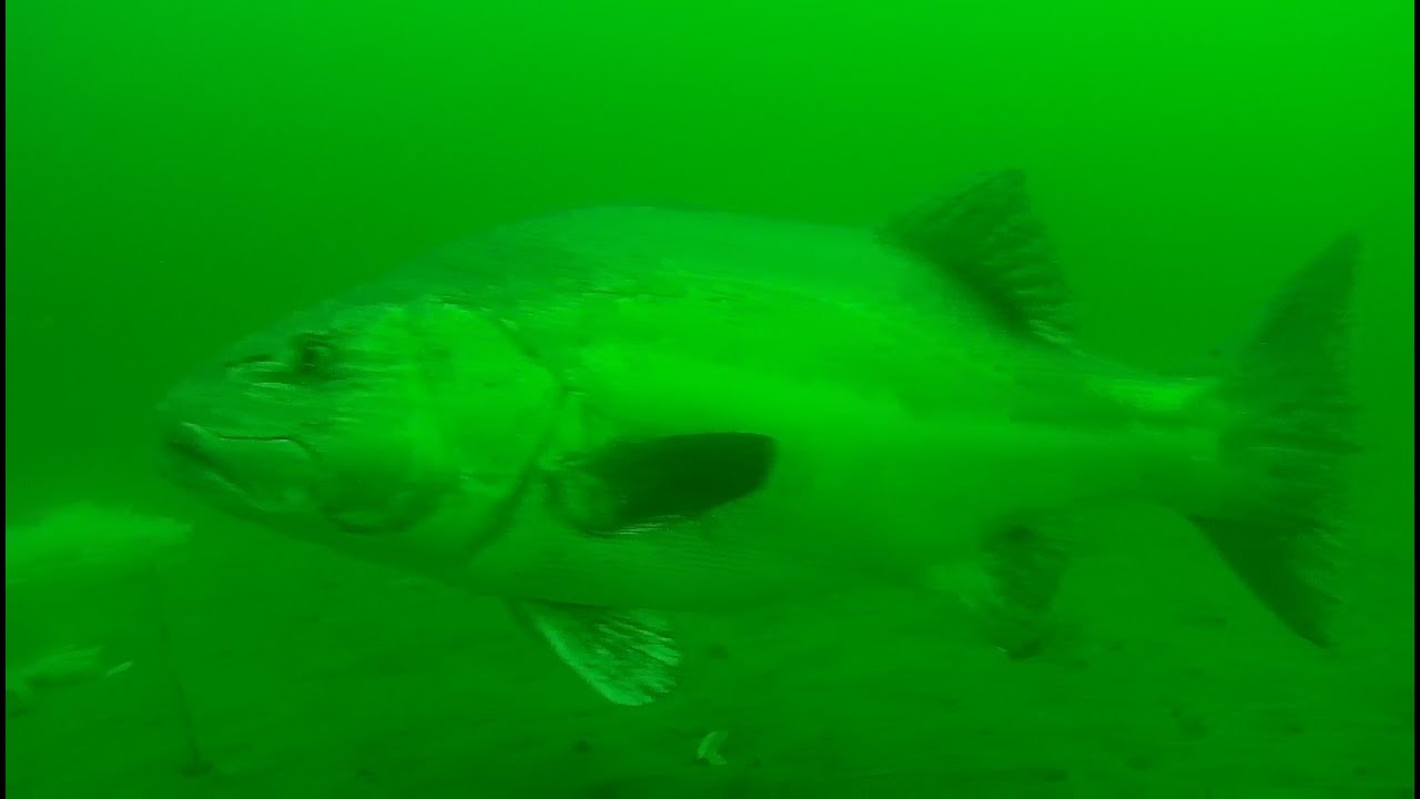 Chinese Harbor Black Sea Bass YouTube