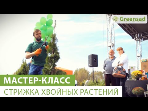 Мастер-класс по стрижке хвойных растений от Усова И. А