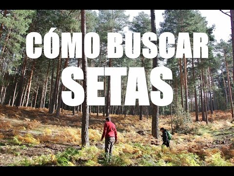 Video: Cómo Recoger Setas En