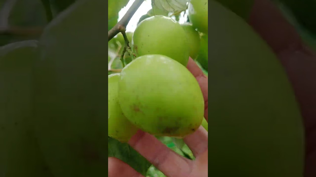 Một năm nỗ lực trồng chăm sóc cây táo thành quả không như ý muốn các bác ạ năm nay táo mất mùa nặng