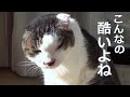 【かわいそうなのら】The poor cat who got cancer twice