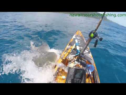 OFFICIAL VIDEO: Tiger shark attacks kayak fisherman off Oahu