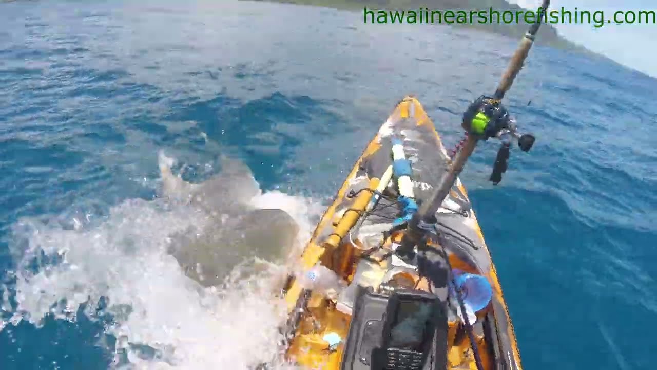 Huge Shark Attacks Fisherman On Kayak, Insane Video!