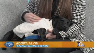 Pet Of The Week Adopt Alvin From Acadiana Animal Aid
