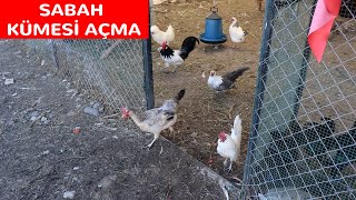 Sabah Kümesi Açma Ölü Tavuk Buldum EDİTSİZ BÖLÜM