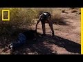 Navajo Cops - 333-Day Curse | National Geographic