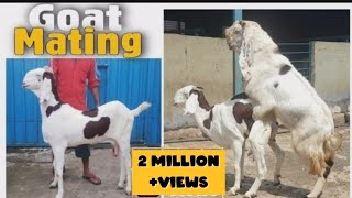 Female Goat mating with Hyderabadi Goat STAR Goats FARM Asif STD