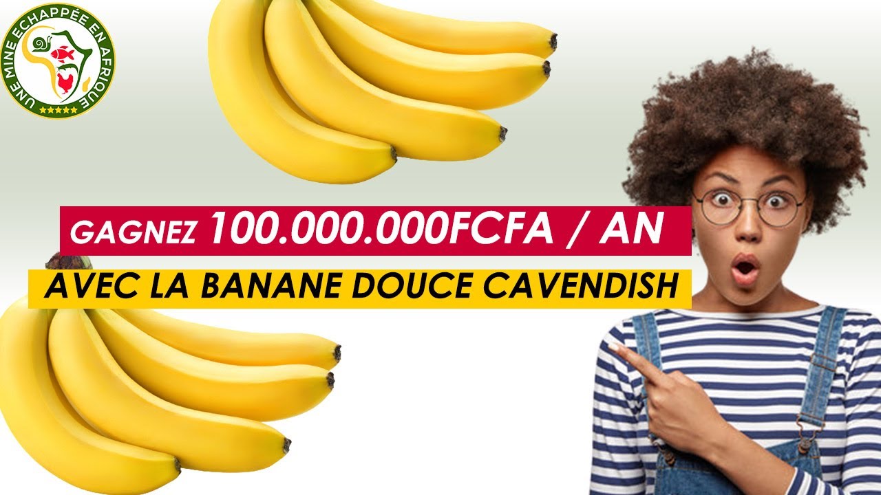 Comment gagner jusqu'à 100.000.000fcfa / an à l'ha avec la banane douce Cavendish ?