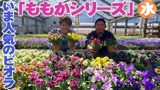 【花苗農家のビオラ】人気のビオラ『ももかシリーズ』がおすすめ！とにかく育てやすい【辻川園芸】