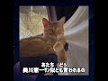 次回予告 #猫#美川憲一#さそり座の女