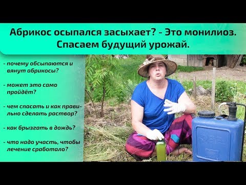 Абрикос осыпался засыхает? Это монилиоз. Спасаем будущий урожай.