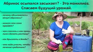 Абрикос осыпался засыхает? - Это монилиоз. Спасаем будущий урожай.