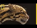 National Geographic Live! - Vincent J. Musi: Big Cats Up Close | Nat Geo Live