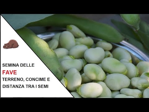 Video: Gladiolus Muriel: Descrizione Dell'acidantera Bicolore (bicolore), Semina E Cura In Campo Aperto, Metodi Di Allevamento