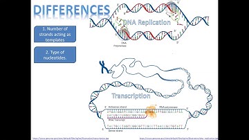 Comparison of similarities and differences between DNA replication and transcription.