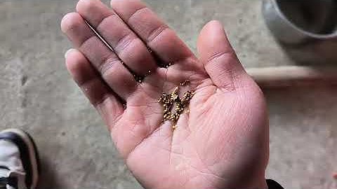 Q4 millet color sorting