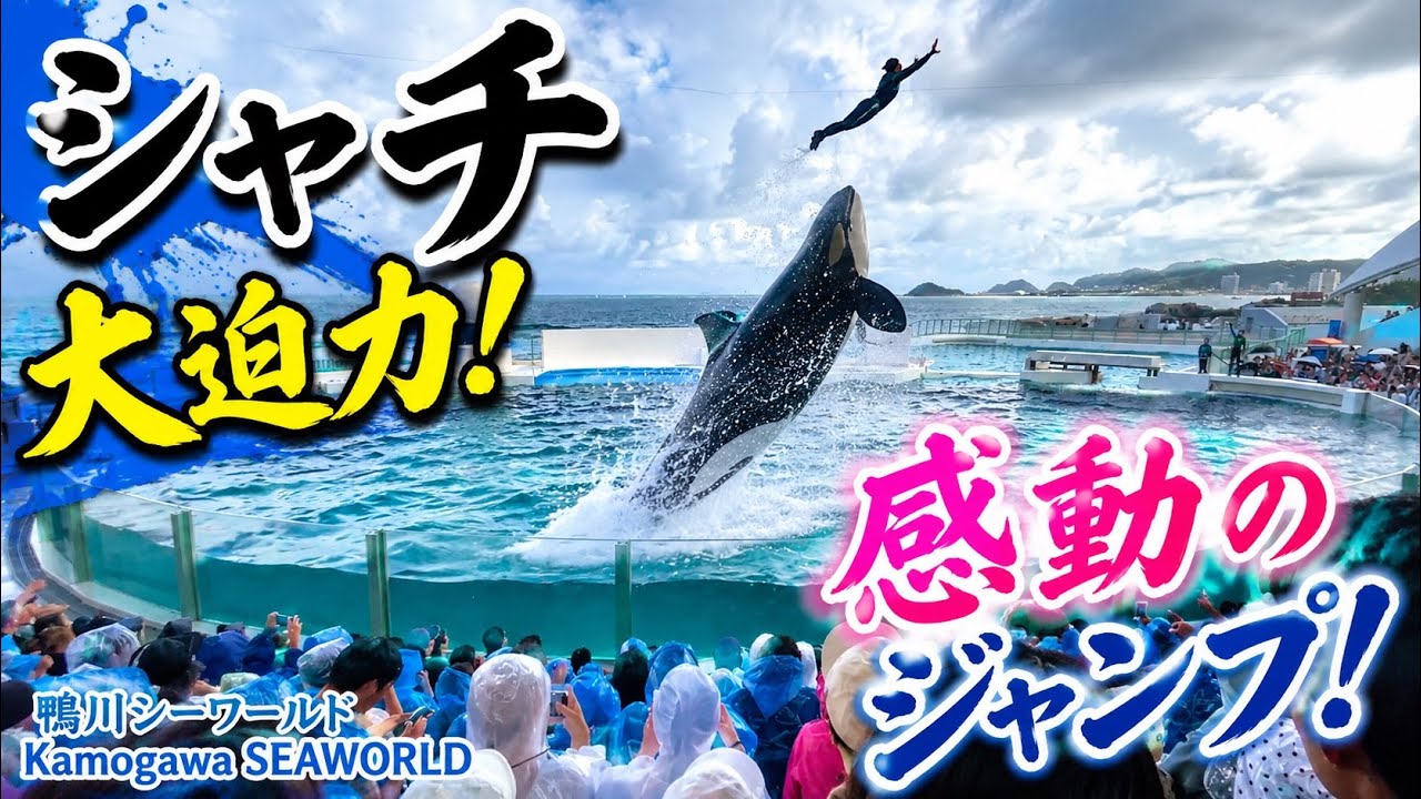2026年8月13日 鴨川シーワールド シャチ ショー パフォーマンス FULL