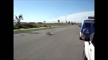 Nitroplanes A-10 EDF