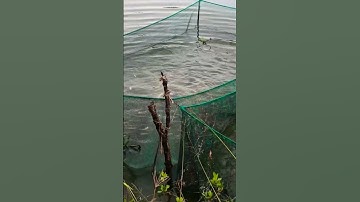 Nuôi cá trê trong mùng lưới