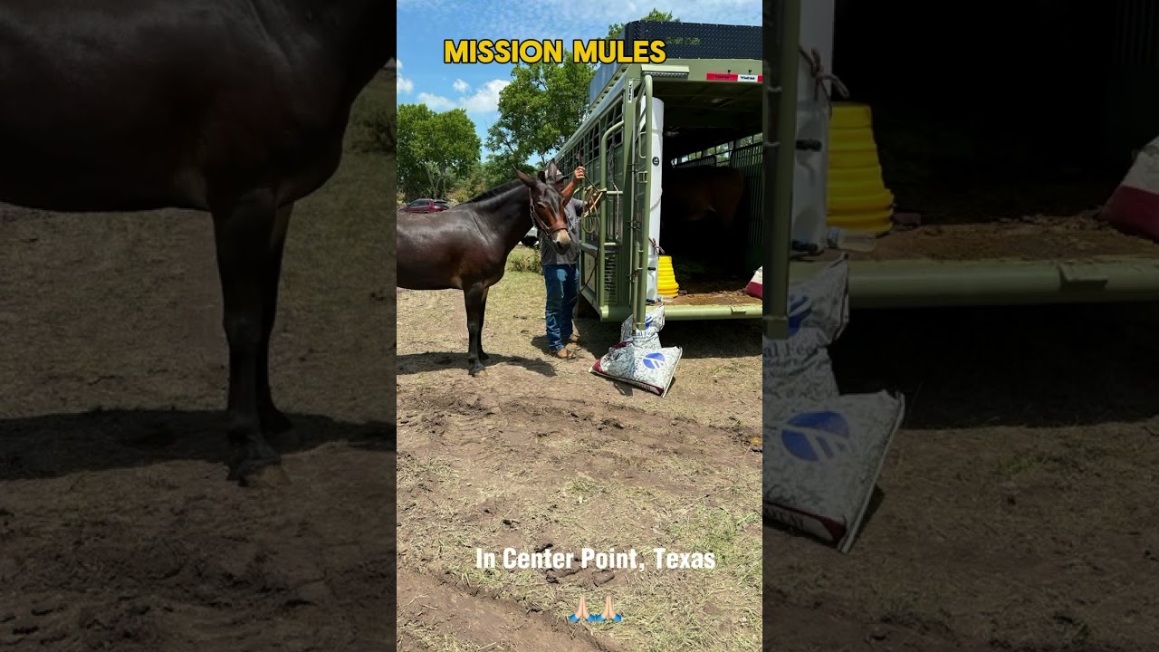 Mission Mules arrived in Center Point, Texas