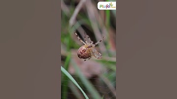 How do Spiders make Web || Spider man Web || #shorts #spider #web #facts #plufo