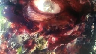 Zombeat - Richmond Zombie Walk 2016