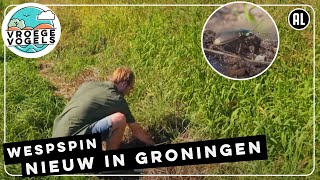 Potvallen vol loopkevers | TV | Vroege Vogels