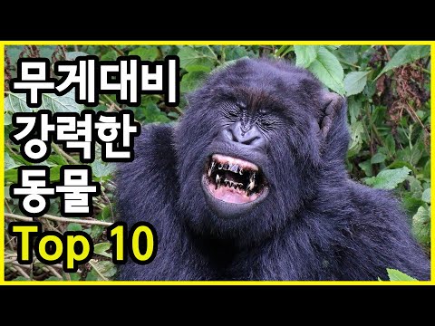 차원이 다른 무게 대비 강력한 육상 동물 Top 10