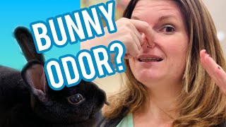 My Bunny Stinks! | 6 Amazing Tips To Keep Your Bunny Home Odor Free screenshot 2