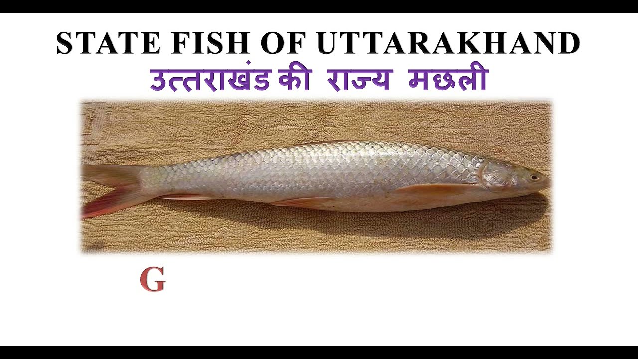 State Fish of Uttarakhand: Fascinating Facts and Conservation Efforts