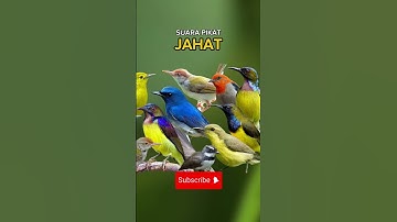 SUARA PIKAT BURCIL PALING AMPUH #suarapikatmp3 #mp3pikat #suarapikatribut