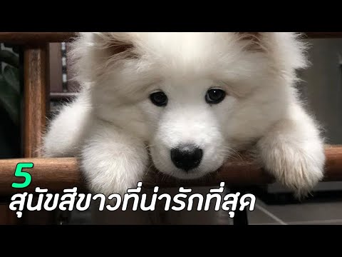 5 สายพันธุ์ สุนัขขนสีขาว ที่น่ารักที่สุด