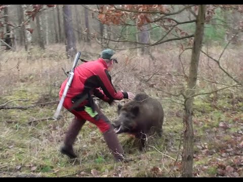 Wild boar attacks (long version) - dog saves him