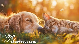 Soothing music for dogs🐶🎼 Sleeping music for dogs🐶💖Relax my dog🎵Healingmate